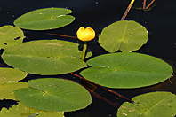Nuphar lutea Nuphar lutea